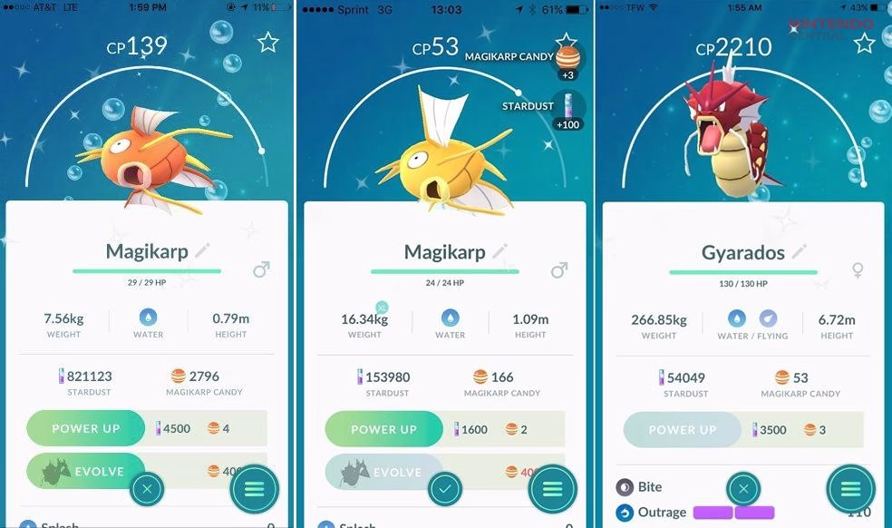 Shiny Magikarp appears in a distinct golden color in Pokémon GO and is the primary way to obtain Red Gyarados through evolution. (Image via Niantic)